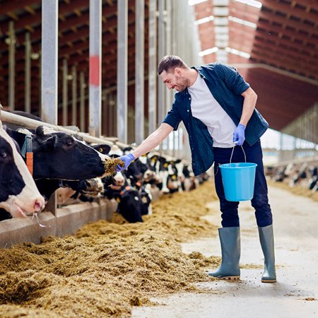 Ouvrier agricole (production animale)