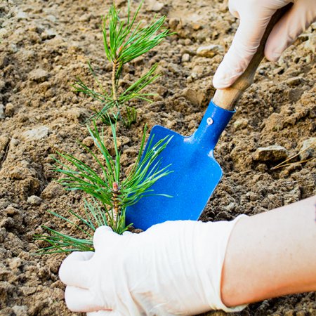 Technicien en science foresti&egrave;re