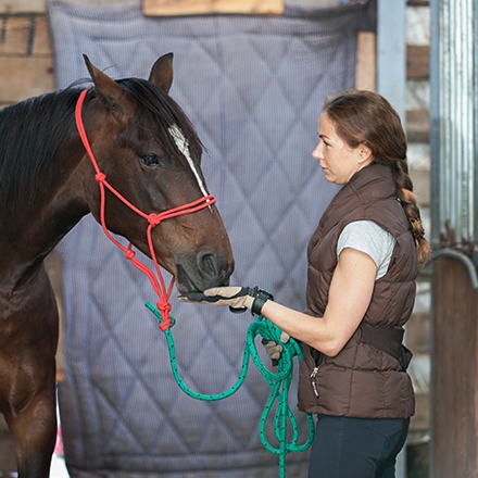 Éleveur de chevaux