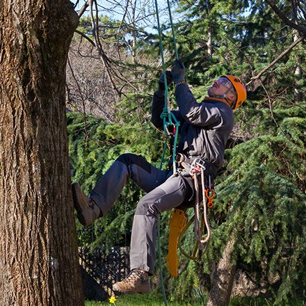 Tree Pruner