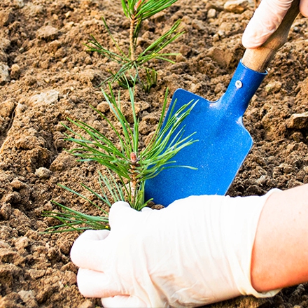 Forestry Technician