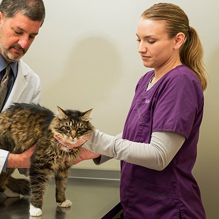 Technicienne en santé animale